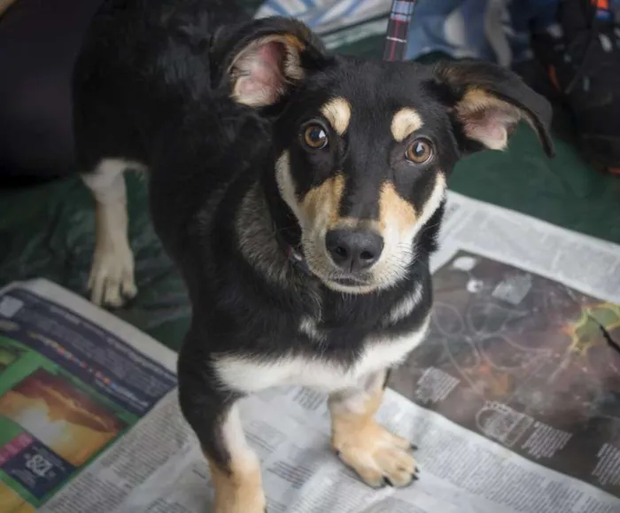 Cachorro ra a SRD idade 2 a 6 meses nome Nescau