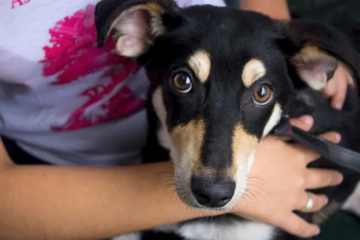 Cachorro ra a SRD idade 2 a 6 meses nome Nescau