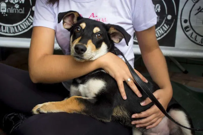 Cachorro ra a SRD idade 2 a 6 meses nome Nescau