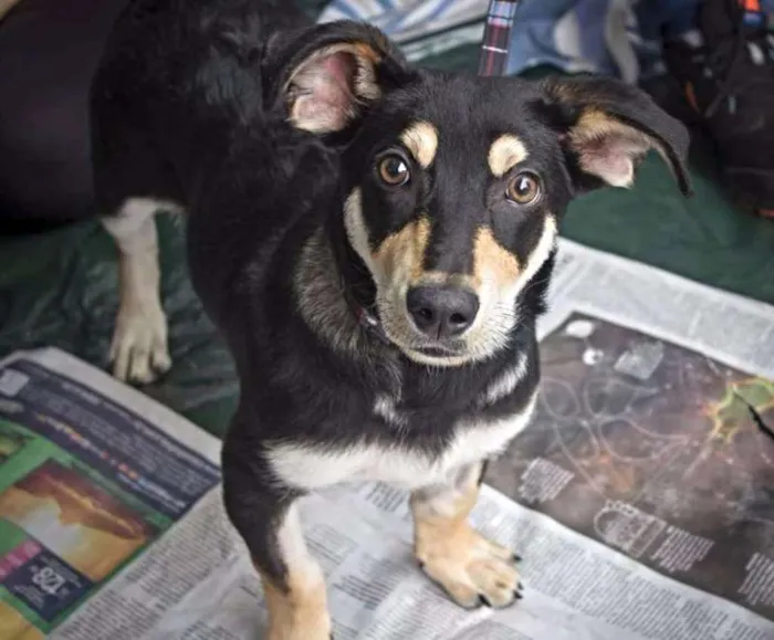 Cachorro ra a SRD idade 2 a 6 meses nome Nescau