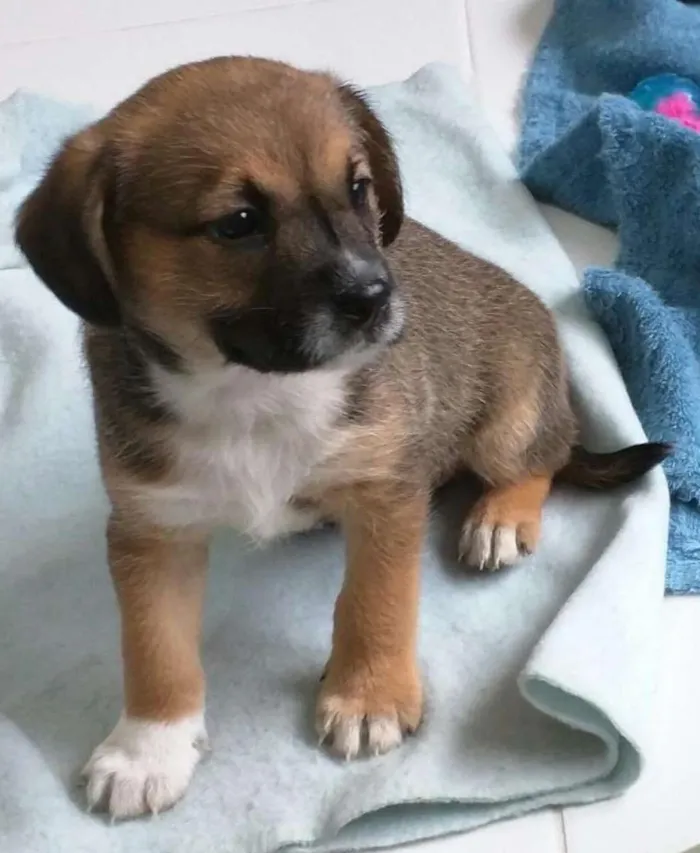 Cachorro ra a SRD idade Abaixo de 2 meses nome BARTOLOMEU