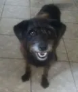 PRETINHA