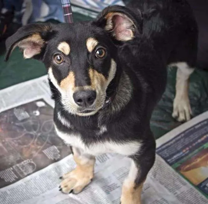 Cachorro ra a SRD idade 2 a 6 meses nome Nescau