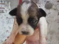 cachorros