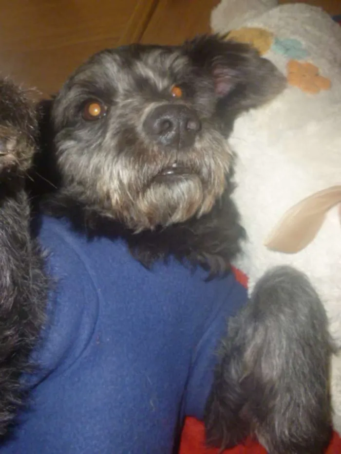 Cachorro ra a POODLE/SRD idade 3 anos nome ORION