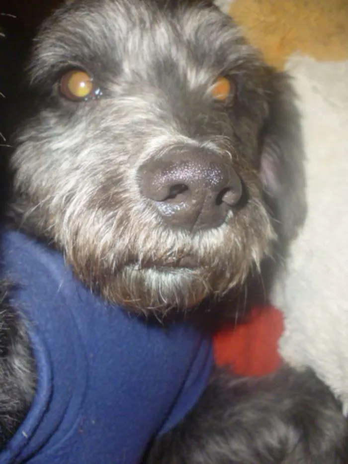 Cachorro ra a POODLE/SRD idade 3 anos nome ORION