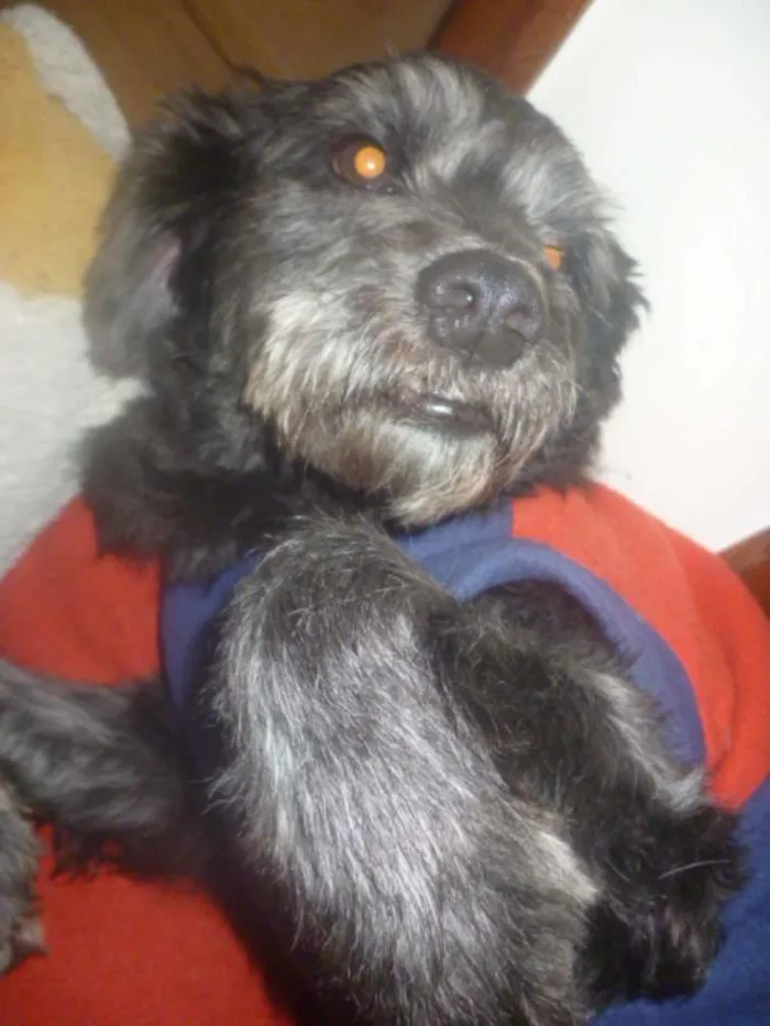 Cachorro ra a POODLE/SRD idade 3 anos nome ORION