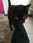 Chumbinho