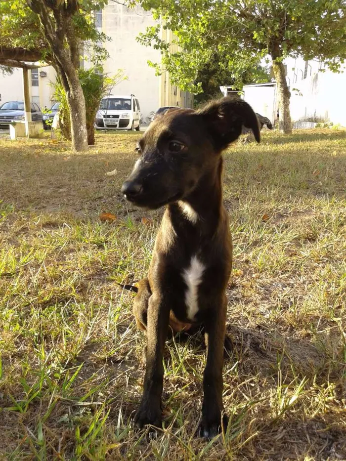 Cachorro raça SRD idade 2 a 6 meses nome Vitoria