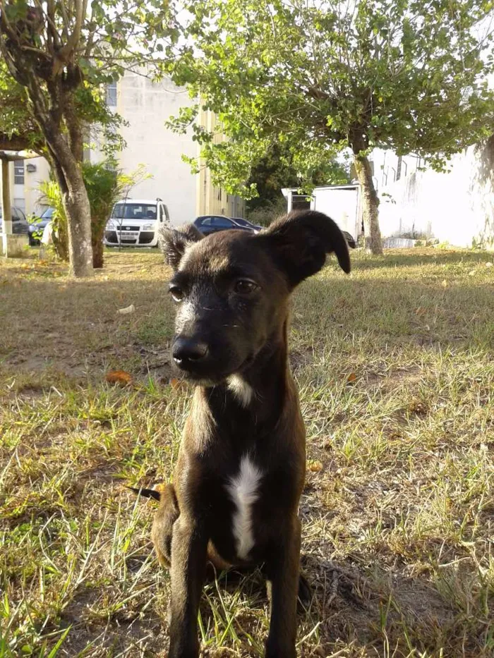 Cachorro raça SRD idade 2 a 6 meses nome Vitoria