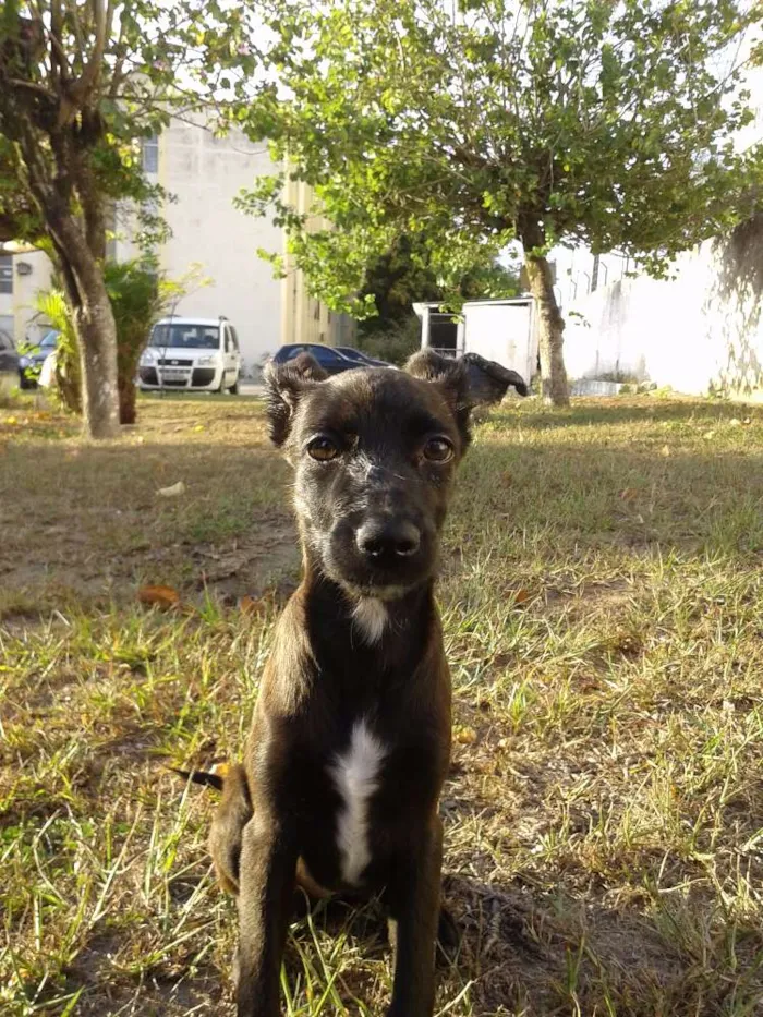 Cachorro raça SRD idade 2 a 6 meses nome Vitoria