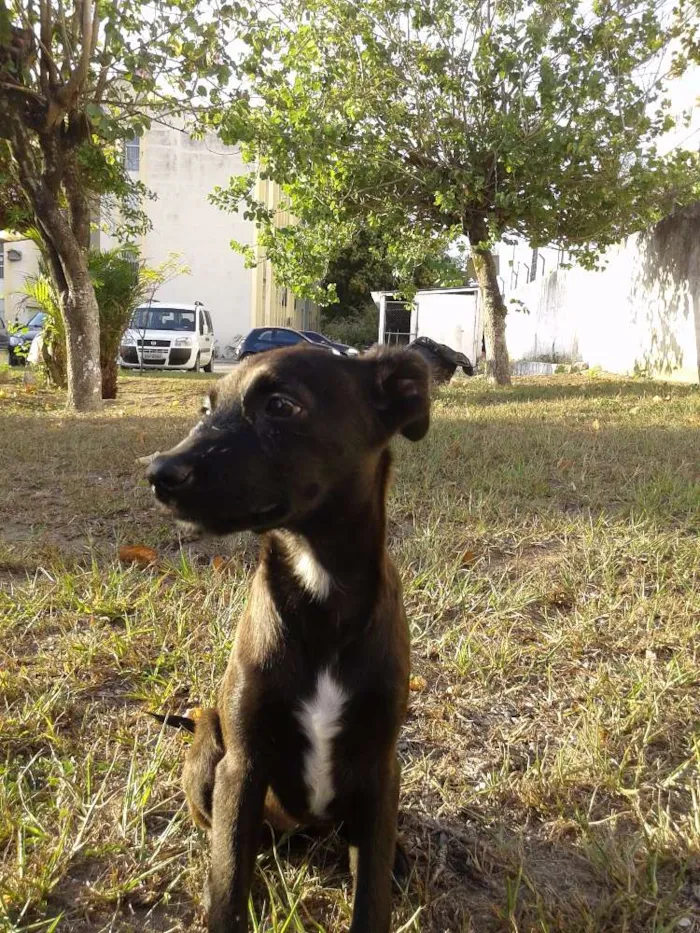 Cachorro raça SRD idade 2 a 6 meses nome Vitoria