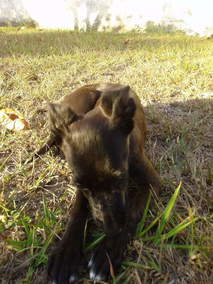 Cachorro raça SRD idade 2 a 6 meses nome Vitoria