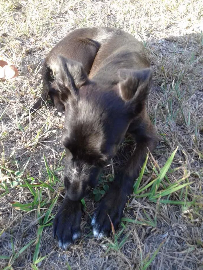 Cachorro raça SRD idade 2 a 6 meses nome Vitoria