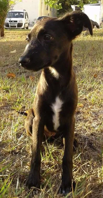 Cachorro raça SRD idade 2 a 6 meses nome Vitoria