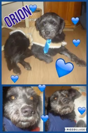Cachorro raça POODLE/SRD idade 3 anos nome ORION