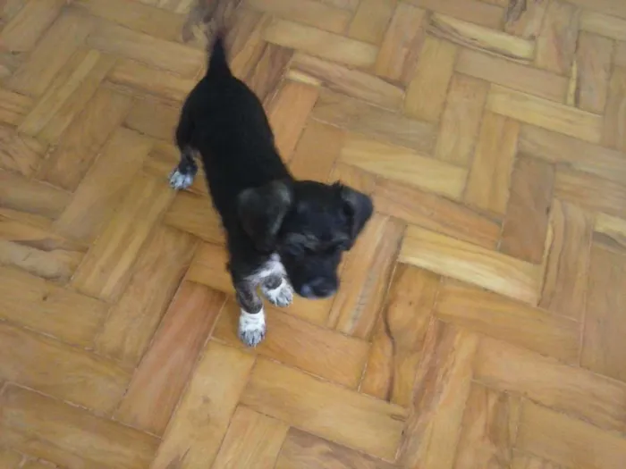 Cachorro ra a  idade Abaixo de 2 meses nome RAMOM