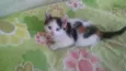 Gatinha amorosa
