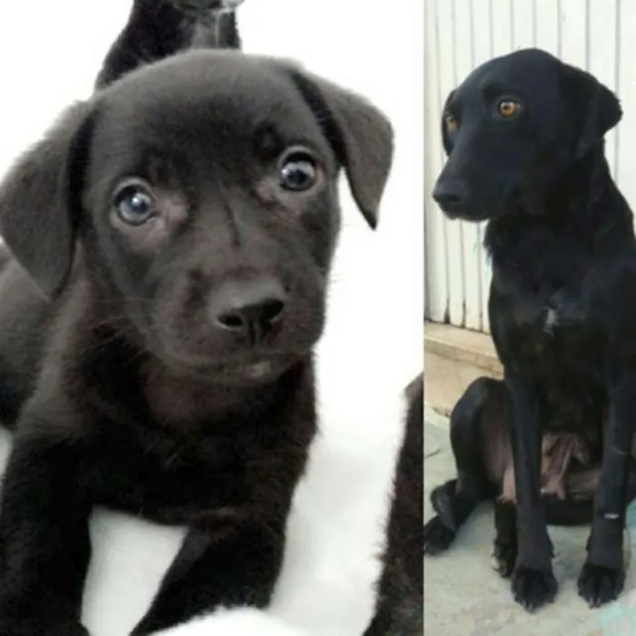 Cachorro ra a srd idade 2 a 6 meses nome Teddy