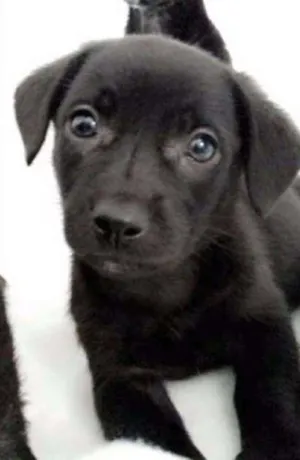 Cachorro raça srd idade 2 a 6 meses nome Teddy