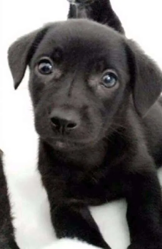 Cachorro ra a srd idade 2 a 6 meses nome Teddy