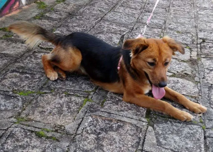 Cachorro ra a SRD idade 1 ano nome Clarabella
