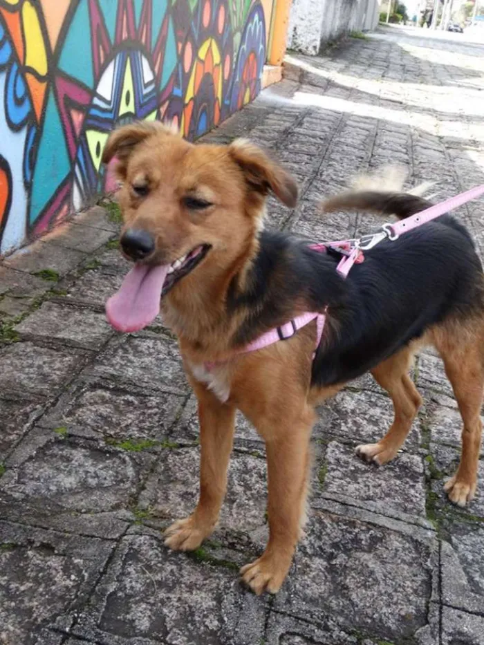 Cachorro ra a SRD idade 1 ano nome Clarabella