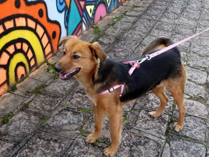 Cachorro ra a SRD idade 1 ano nome Clarabella