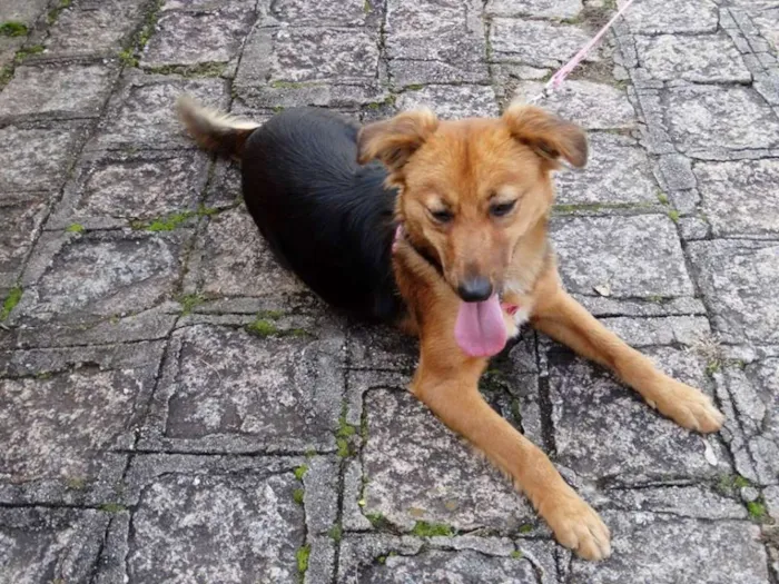 Cachorro ra a SRD idade 1 ano nome Clarabella