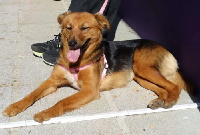 Cachorro ra a SRD idade 1 ano nome Clarabella