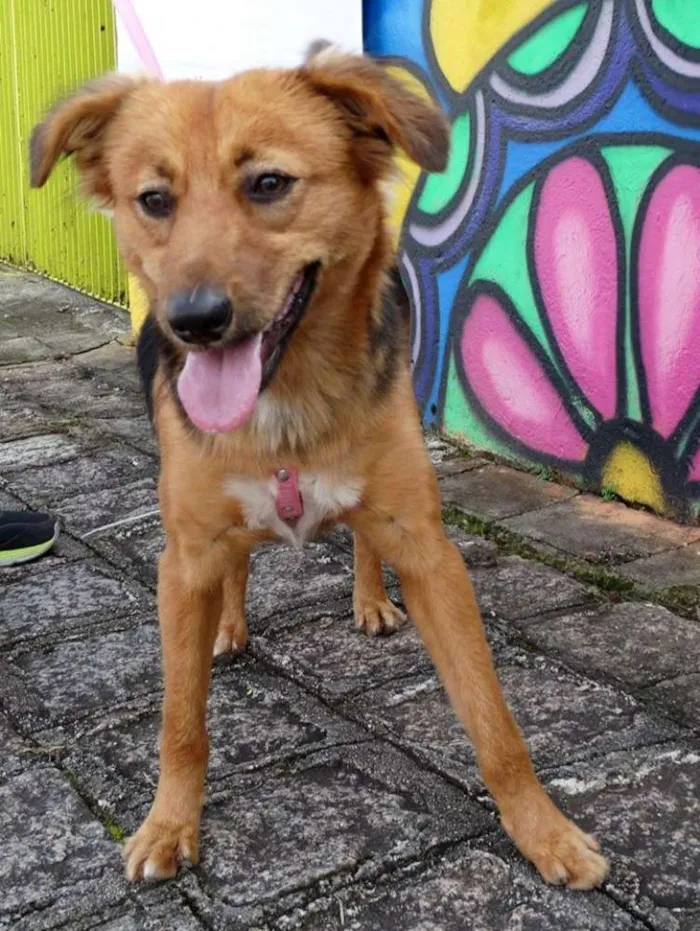 Cachorro ra a SRD idade 1 ano nome Clarabella