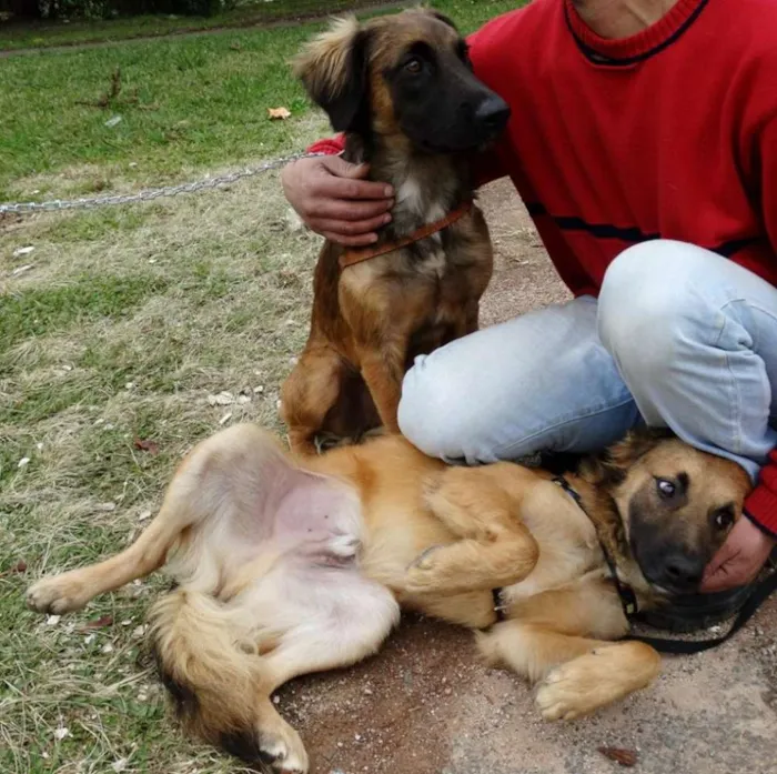Cachorro ra a SRD idade 7 a 11 meses nome Tico e teco