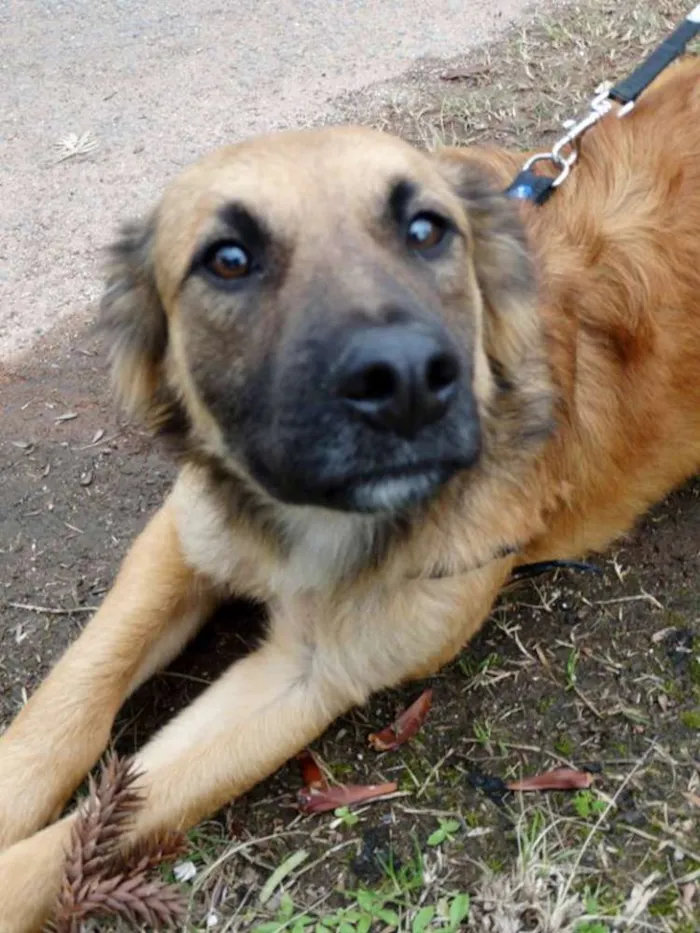 Cachorro ra a SRD idade 7 a 11 meses nome Tico e teco