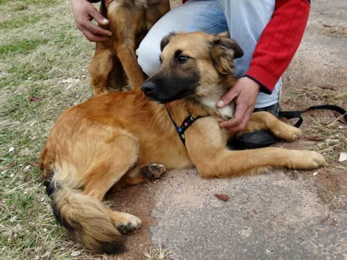 Cachorro ra a SRD idade 7 a 11 meses nome Tico e teco