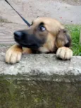 Tico e teco