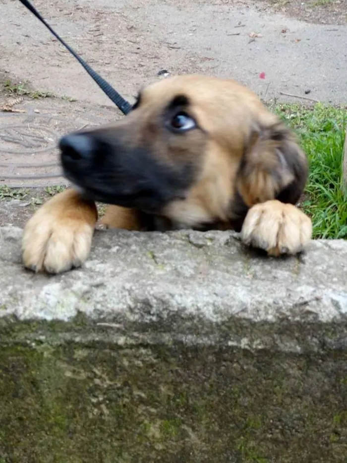 Cachorro ra a SRD idade 7 a 11 meses nome Tico e teco