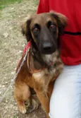 Tico e teco