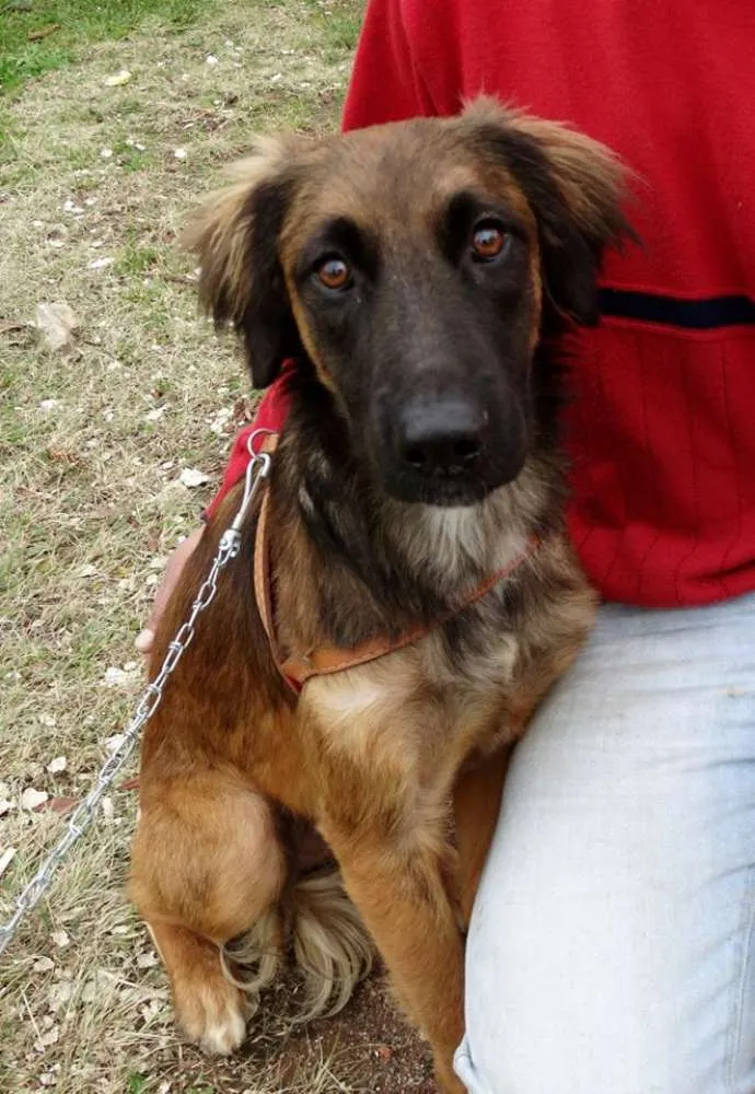 Cachorro ra a SRD idade 7 a 11 meses nome Tico e teco