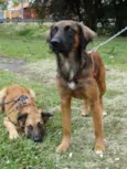 Tico e teco