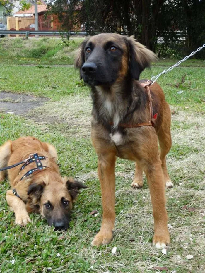 Cachorro ra a SRD idade 7 a 11 meses nome Tico e teco