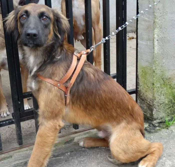 Cachorro ra a SRD idade 7 a 11 meses nome Tico e teco