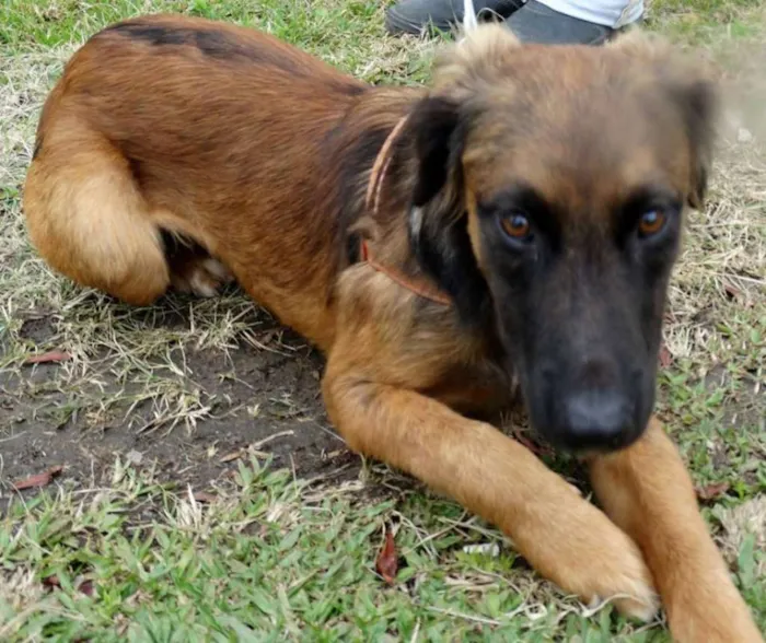 Cachorro ra a SRD idade 7 a 11 meses nome Tico e teco