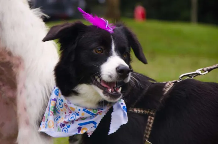 Cachorro ra a SRD idade 1 ano nome Lady