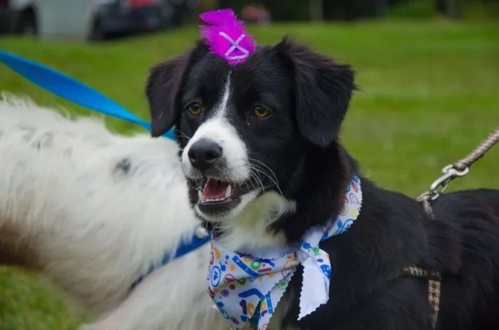 Cachorro ra a SRD idade 1 ano nome Lady