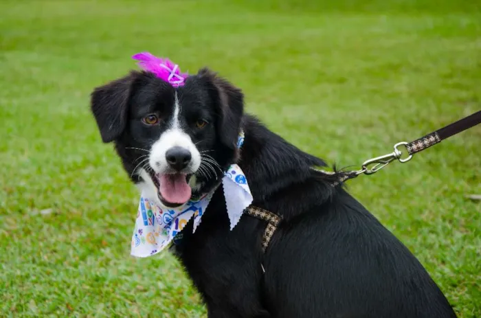 Cachorro ra a SRD idade 1 ano nome Lady