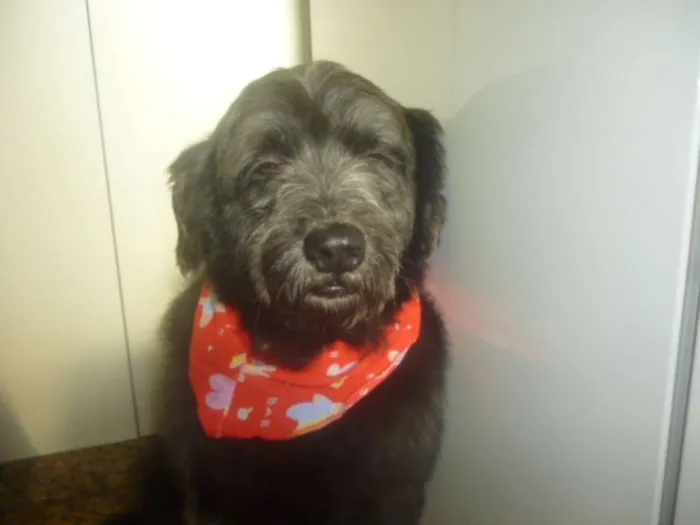 Cachorro ra a POODLE/SRD idade 3 anos nome ORION