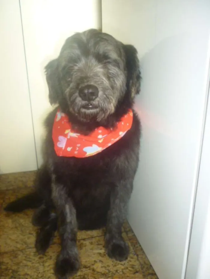 Cachorro ra a POODLE/SRD idade 3 anos nome ORION