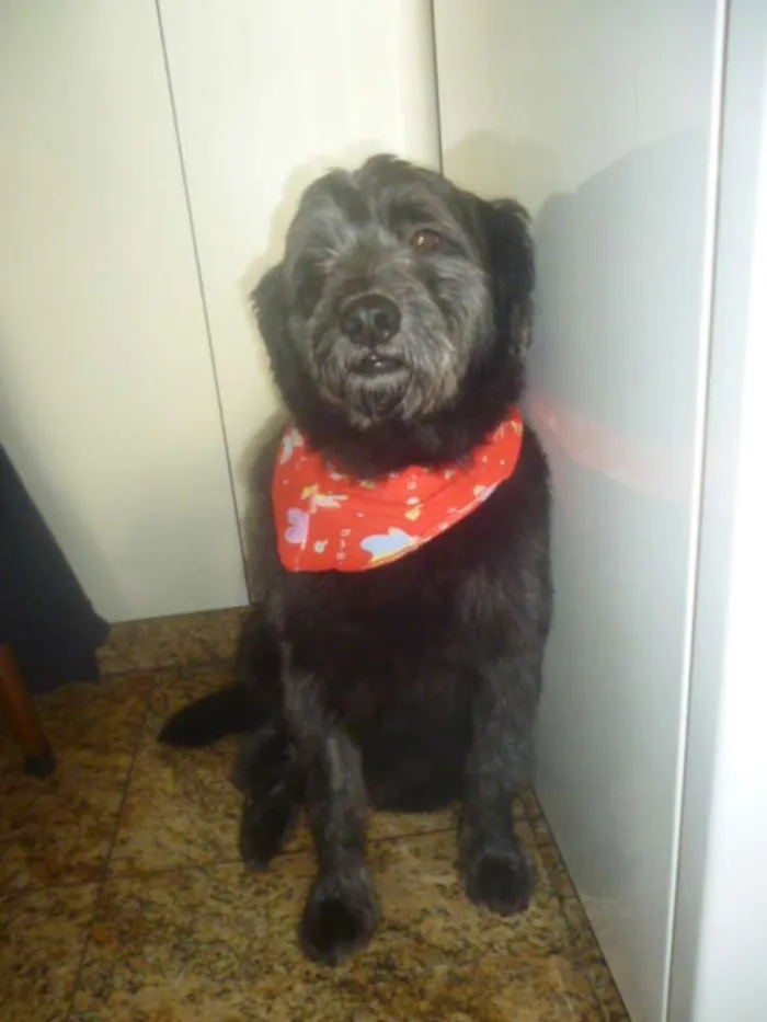 Cachorro ra a POODLE/SRD idade 3 anos nome ORION