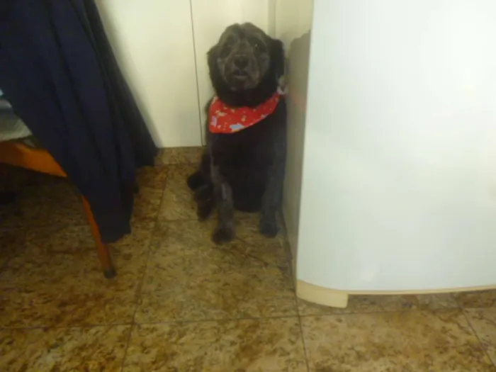 Cachorro ra a POODLE/SRD idade 3 anos nome ORION