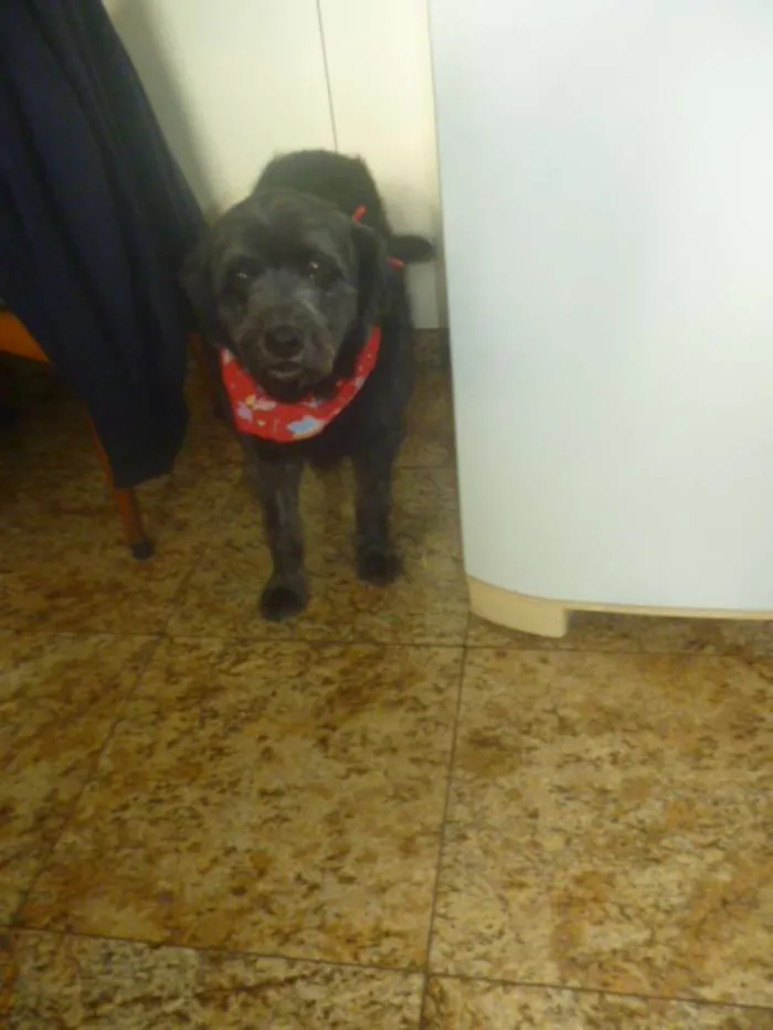 Cachorro ra a POODLE/SRD idade 3 anos nome ORION